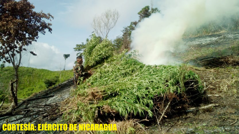marihuana